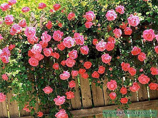 Роза пенни лейн (penny lane) — характеристики сортового растения