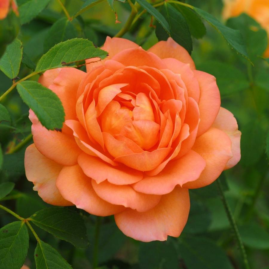 Роза английская леди оф шалот: описание сорта