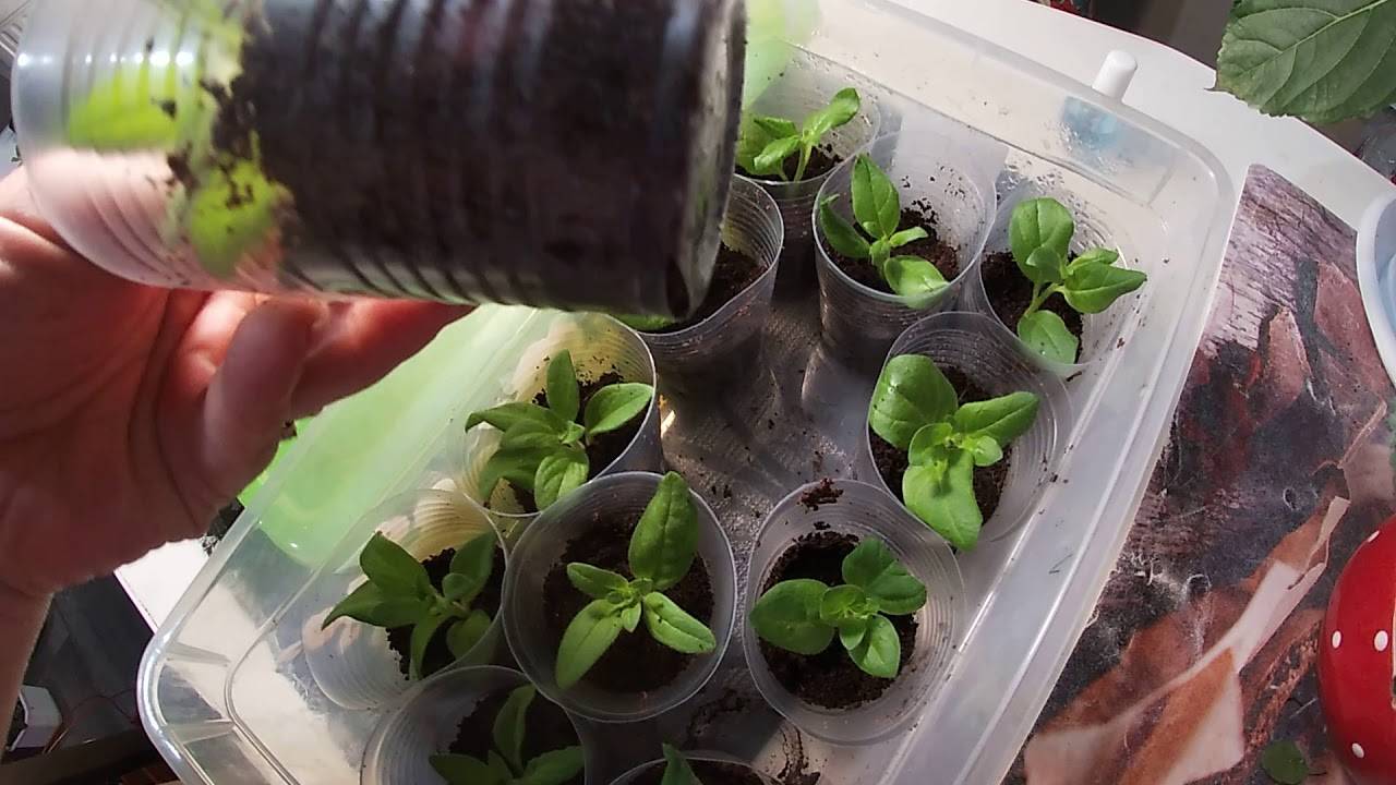 Размножение петуний черенками, видео, выращивание петунии |