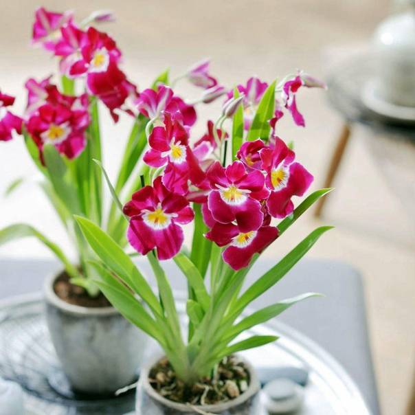 Мильтония – фото, уход и пересадка орхидеи в домашних условиях