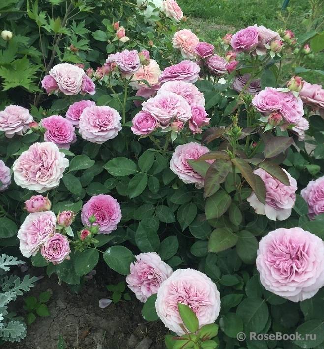 Роза лавендер айс фото и описание - дневник садовода