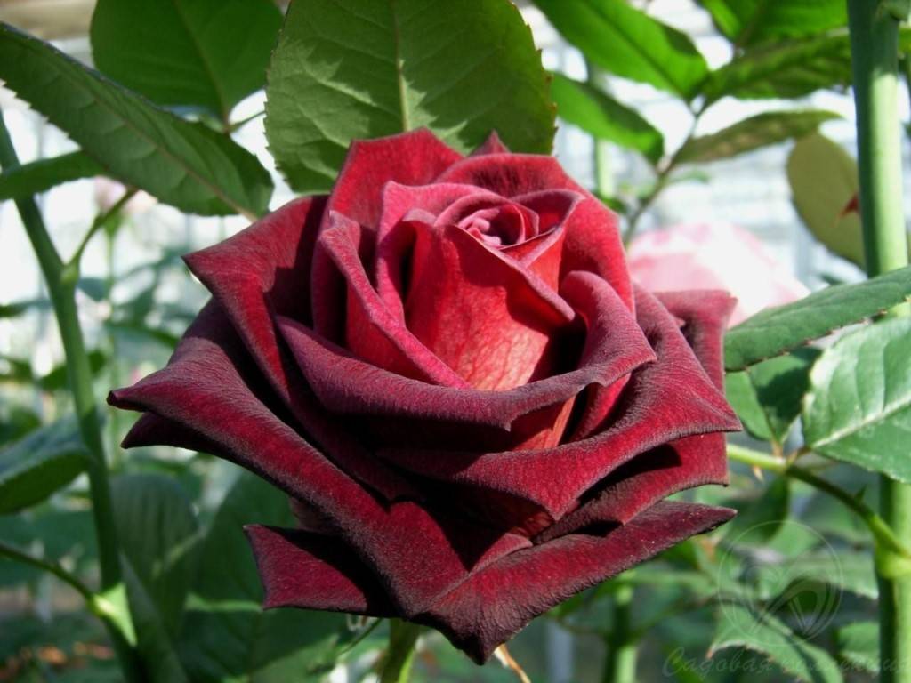 Блэк баккара роза - описание сорта, характеристики, правила выращивания