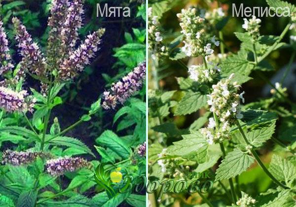 Чем отличается мята от мелиссы в чем разница между растениями, чем пахнут
