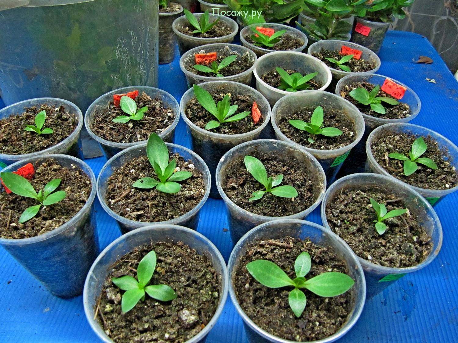 Посев семян эустомы на рассаду в феврале: мастер-класс с фото