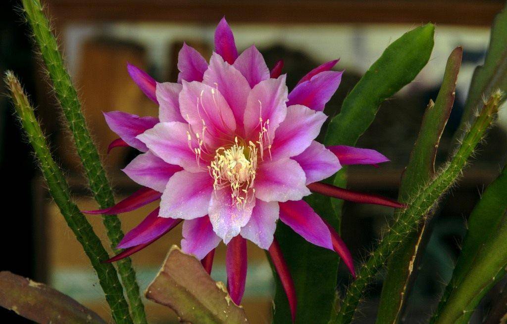 Уход за «кактусом — орхидей» «эпифиллумом» в домашних условиях