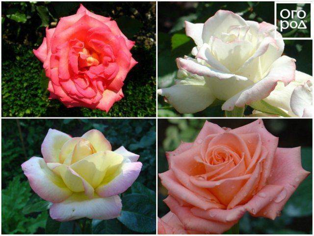 Роза аква: фото и описание чайно-гибридного сорта, отзывы садоводов и правила выращивания в саду