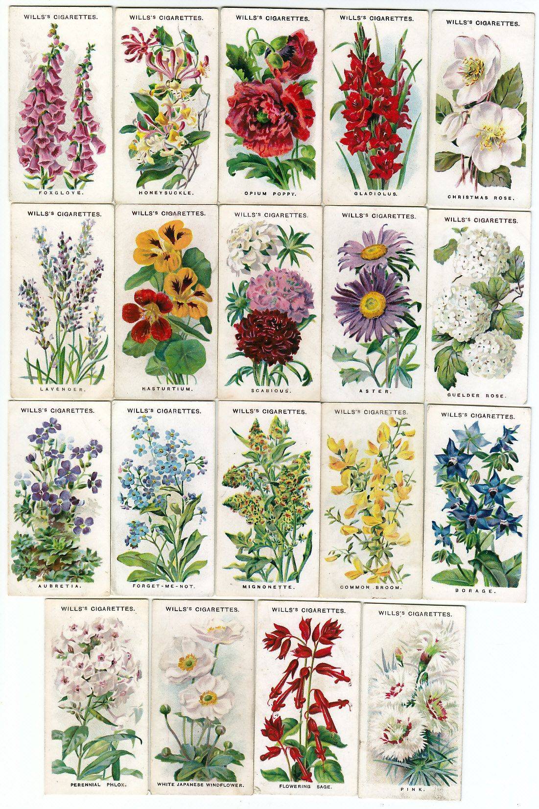 Каталог садовых многолетних цветов для дачи с фото, названиями и описаниями: статьи с иллюстрациями