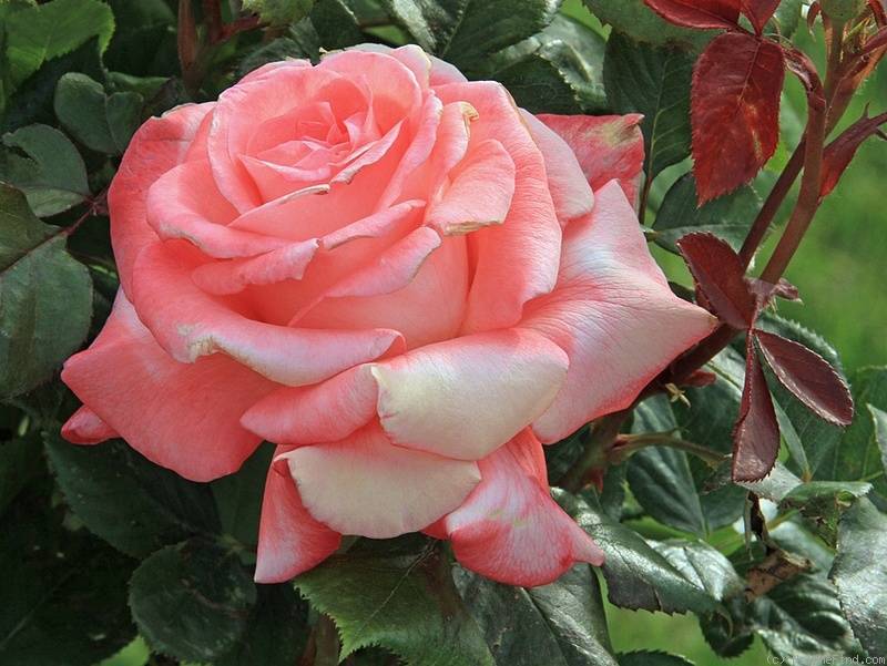 Основные сведения о штамбовых розах: что это такое, как вырастить самостоятельно