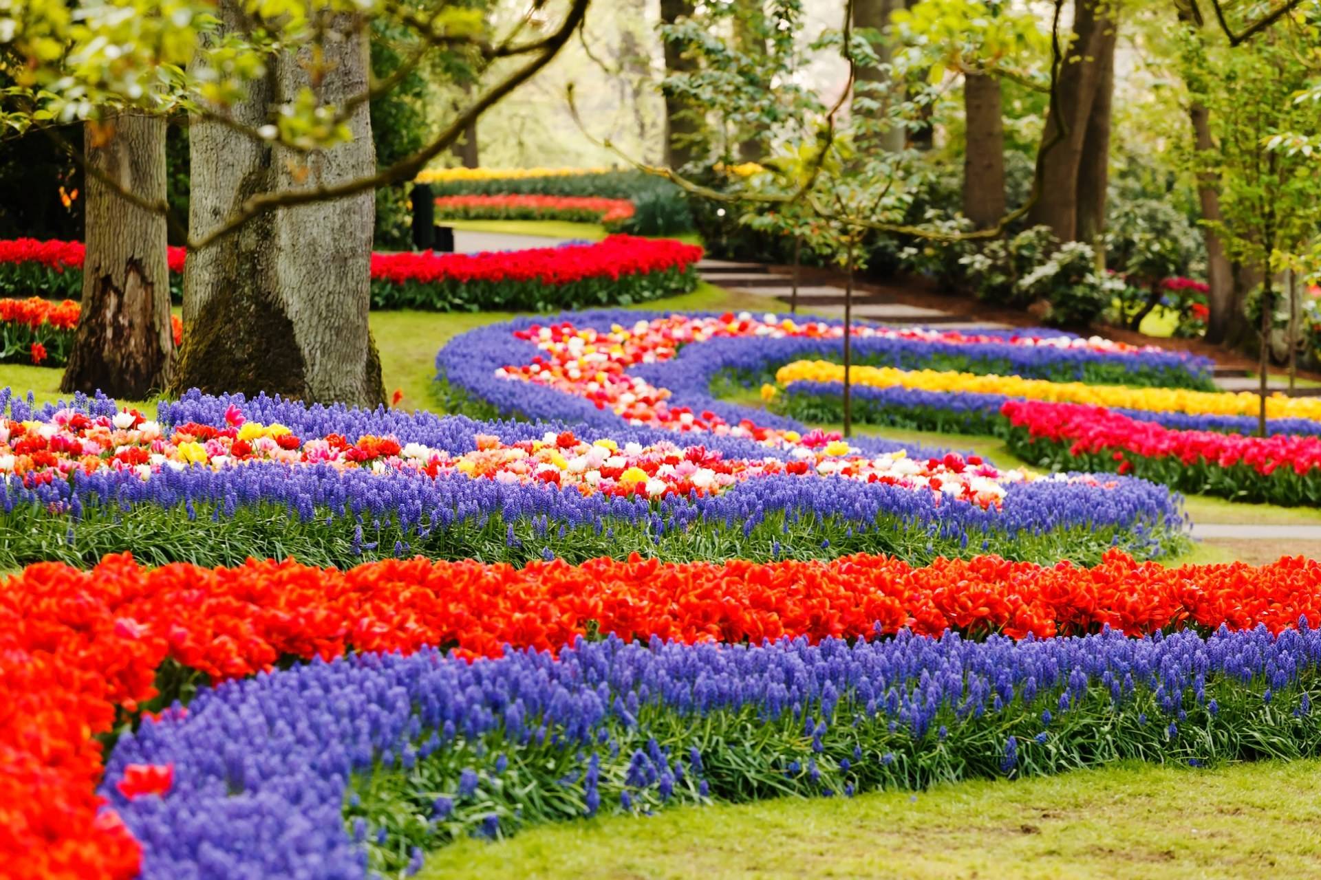 Кекенхоф - парк цветов в нидерландах (голландия)
