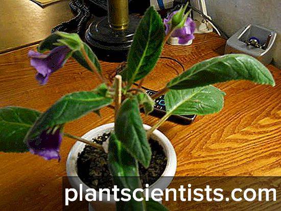 Размножение глоксинии листом в домашних условиях пошагово с фото и видео