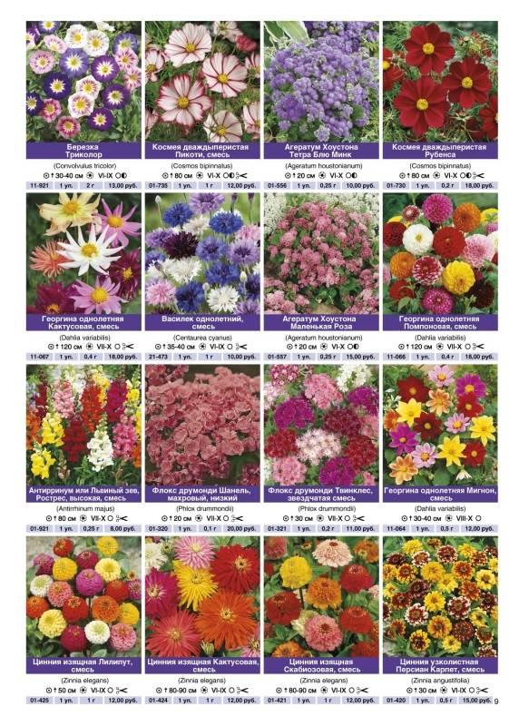 Каталог многолетних цветов для дачи: фото с названиями и описанием растений
