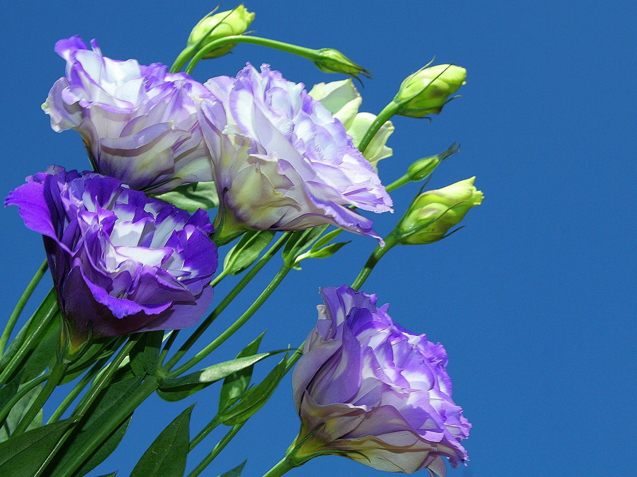 Цветок эустома (лизиантус) — полная инструкция по выращиванию и уходу