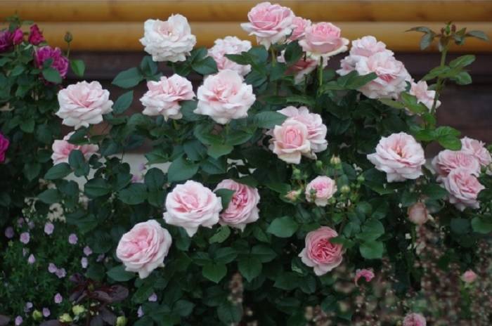 Чайный гибрид афродита: что это за сорт роз, выращивание на приусадебном участке