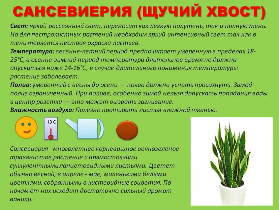 Правила подкормок для комнатных растений