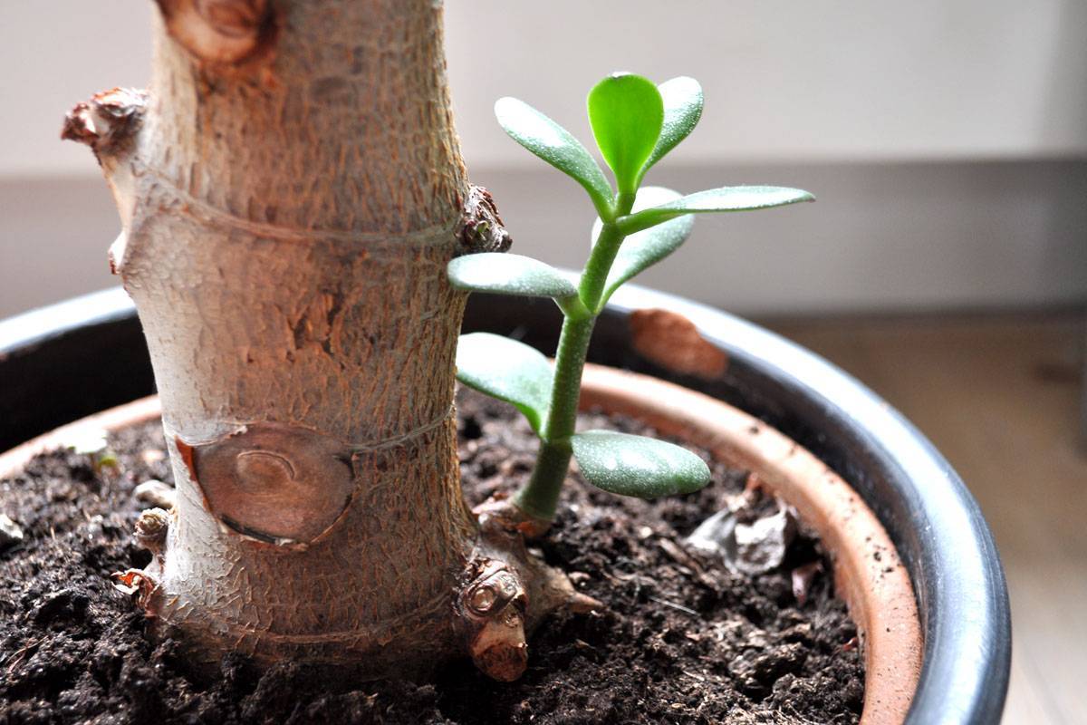 Как вырастить денежное дерево в домашних условиях