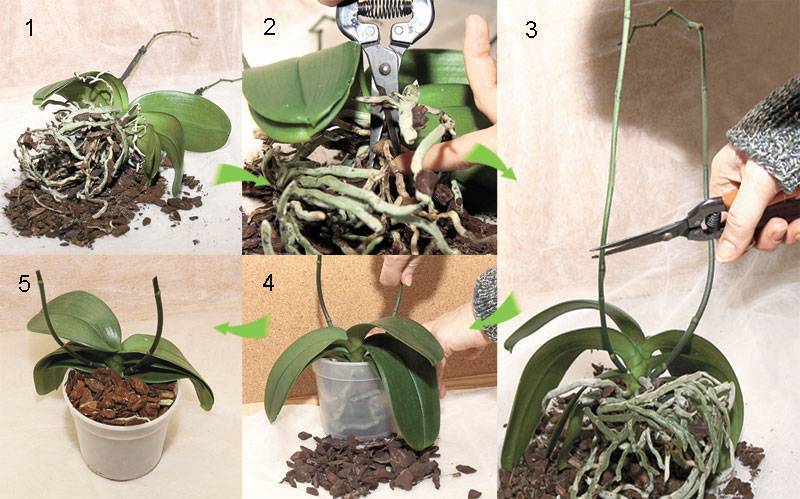 Когда пересаживать орхидею в горшок: пошаговая инструкция ухода за растением, фото и видео