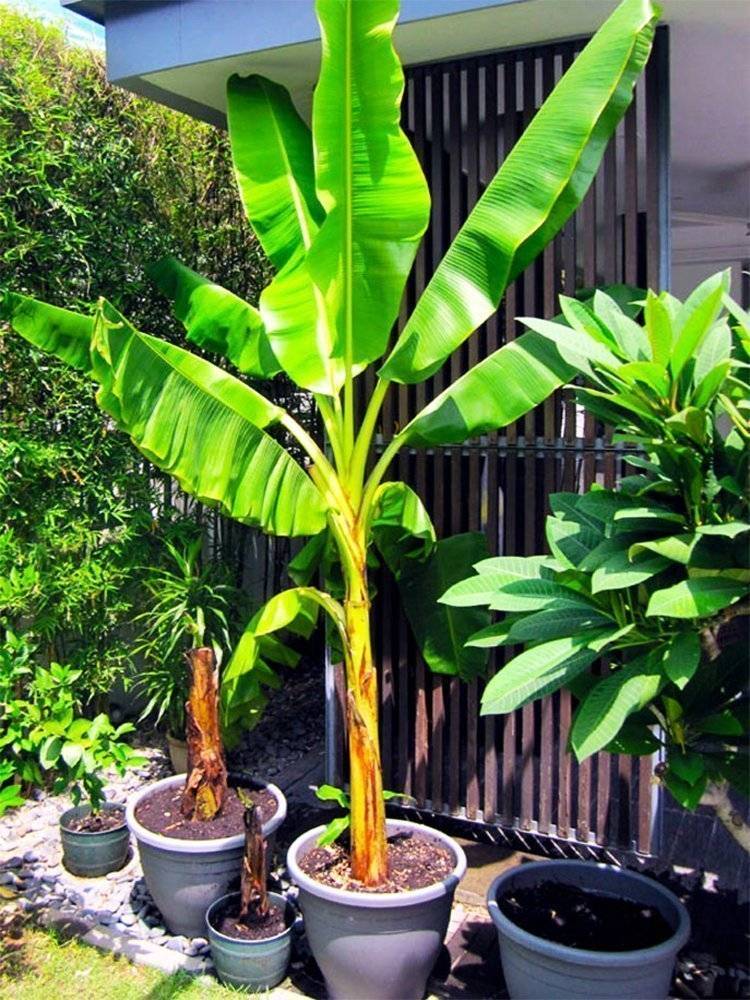 Как и где растут бананы, их польза и сферы применения растения