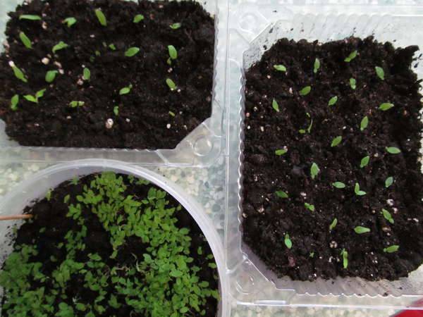 Цветок стрептокарпус, или крученоплодник : ухаживаем и выращиваем дома