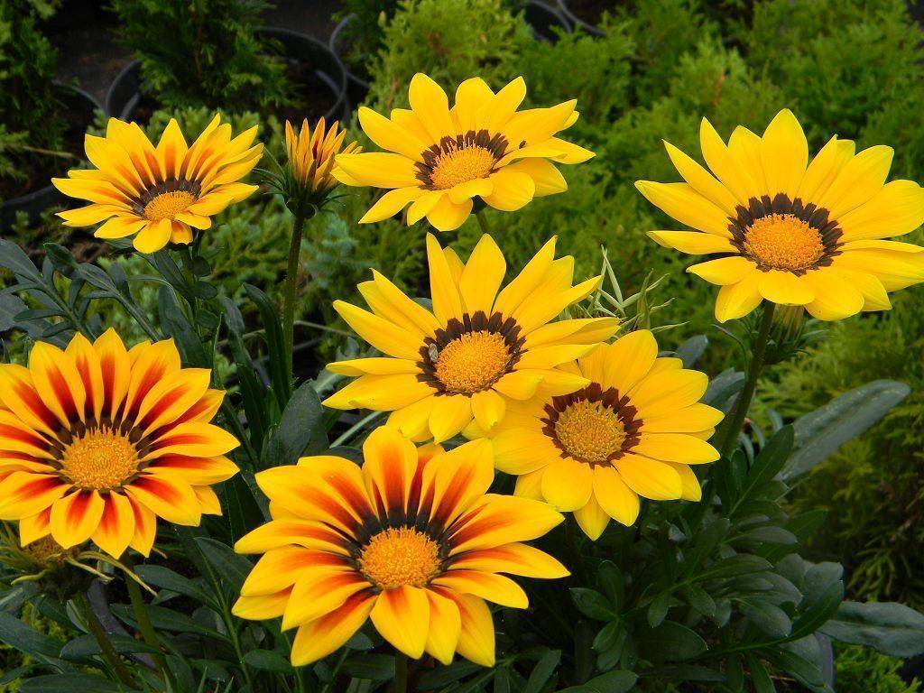 Однолетние желтые цветы фото с названиями