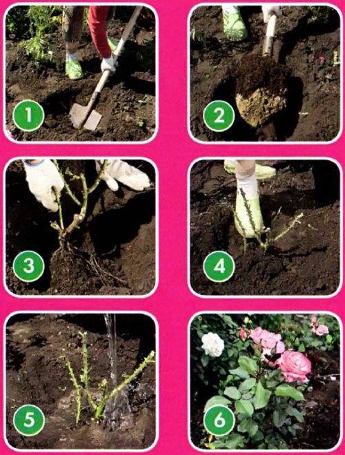 Правила посадки саженца розы в открытый грунт весной