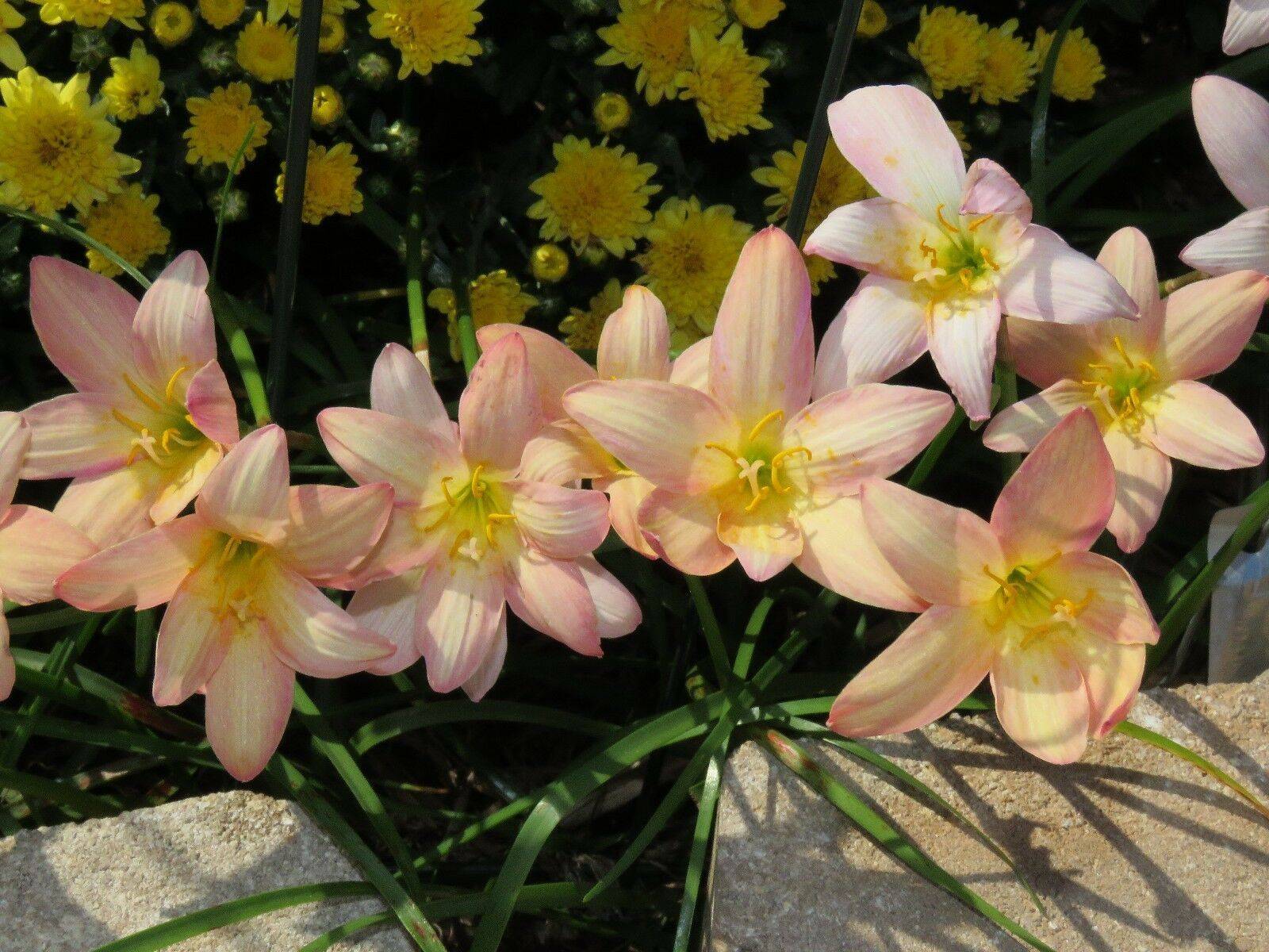 Виды цветка зефирантес — уход в домашних условиях
