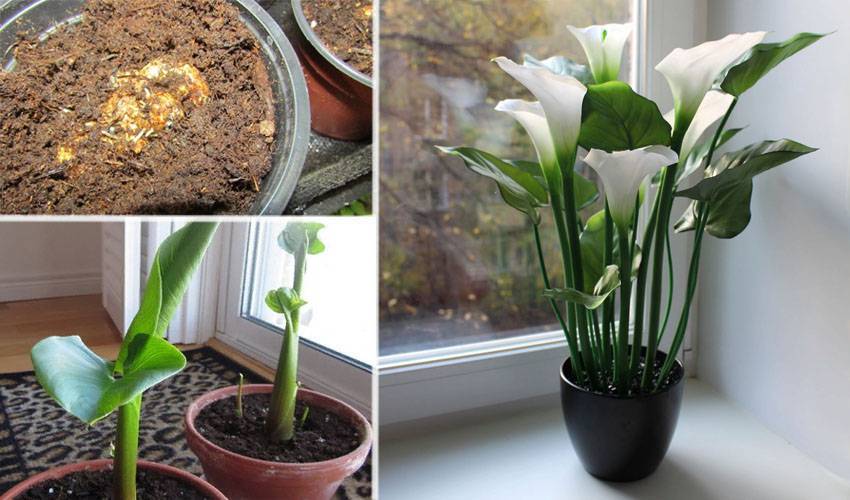 Как заставить каллу цвести в домашних условиях и в саду: почему плохо растут