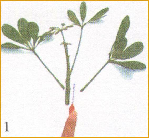 Шеффлера: размножение черенками, листьями, семенами