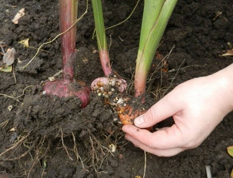 Когда выкапывать гладиолусы осенью на зиму после цветения и как правильно хранить? обязательно ли выкапывать луковицы гладиолусов на зиму, что будет, если их не выкапывать? какие гладиолусы не нужно в