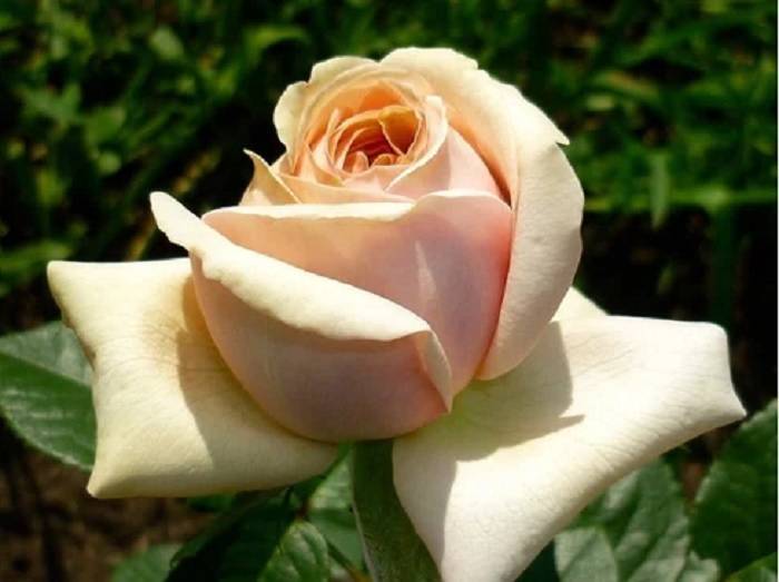 Роза микс. достойный уход за цветком в домашних условиях