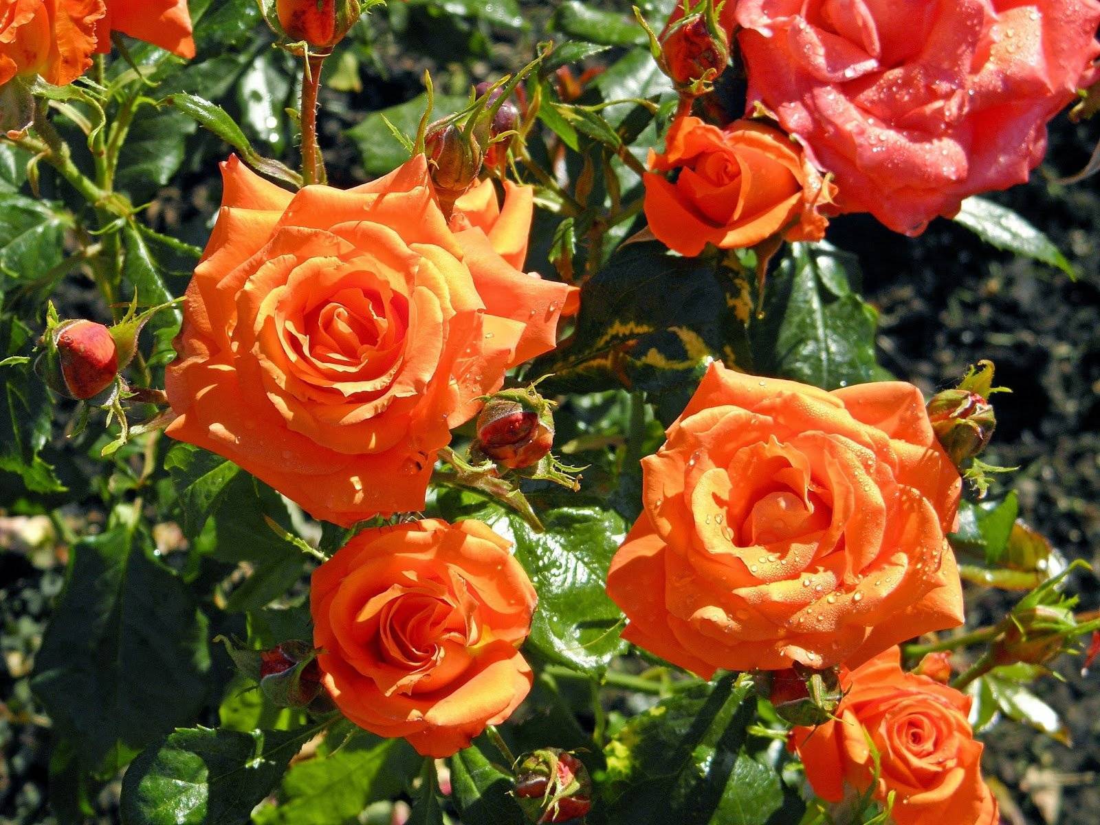 Сорта роз: уникальные разновидности видов для сада и дачи