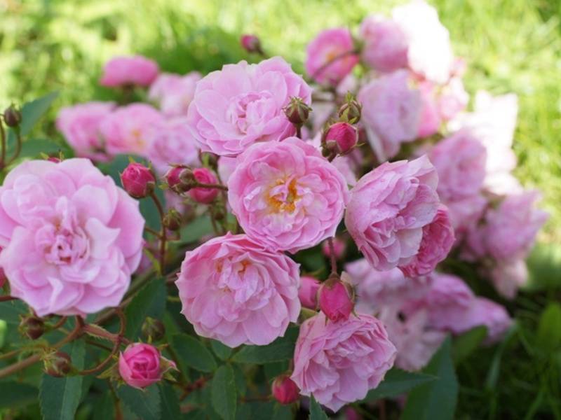 Роза балерина (ballerina): описание мускусного сорта розовых цветов, фото и отзывы, особенности выращивания, посадка и уход за кустами