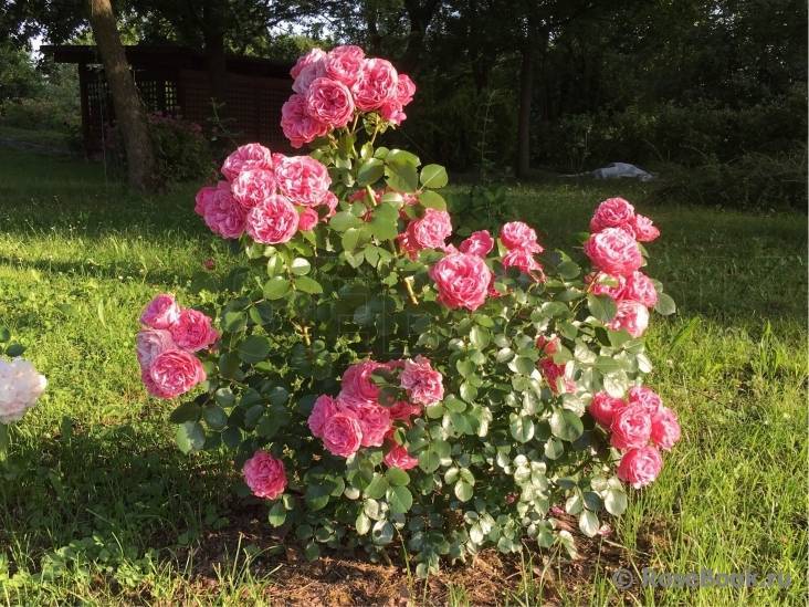 Роза леонардо да винчи: выращивание, фото и описание