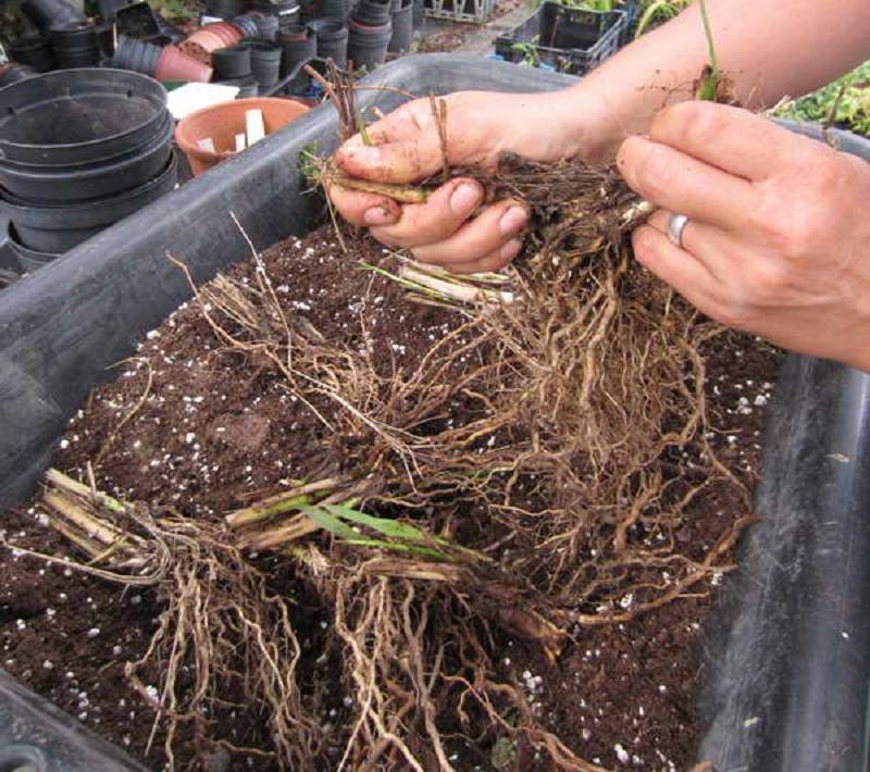 Как вырастить аспарагус мейера из семян в домашних условиях