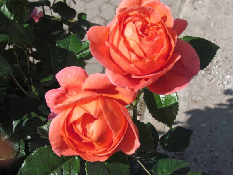 Роза флорибунда midsummer (мидсаммер): описание и фото, отзывы