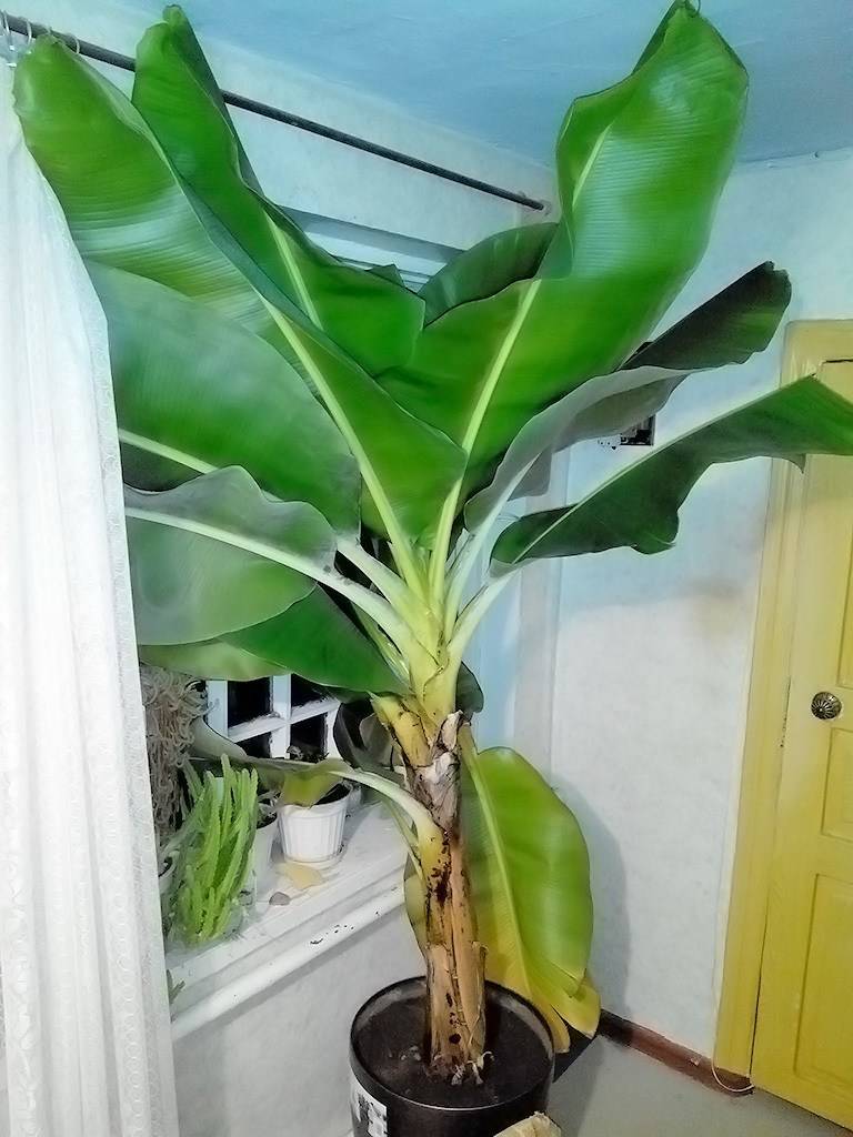 Как вырастить банан в домашних условиях из покупного банана и семян + фото