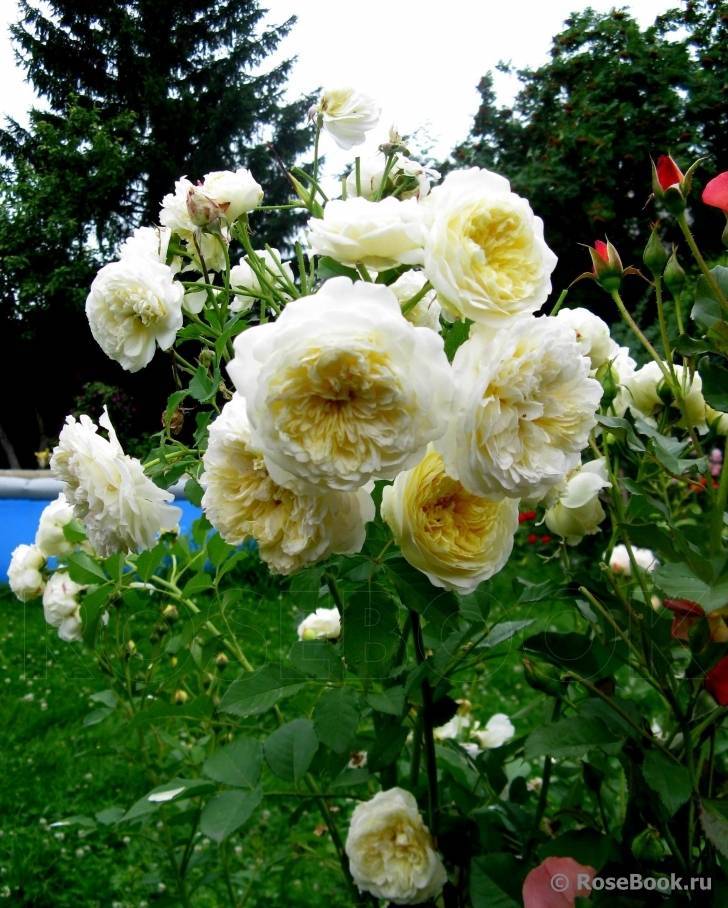 Английская роза пилигрим выращивание и уход - агро эксперт