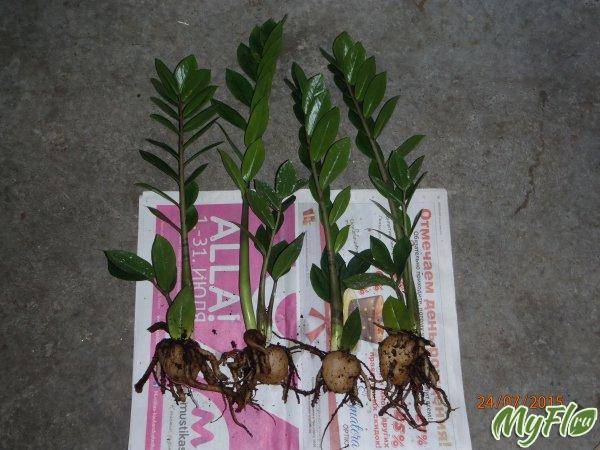 Замиокулькас – уход в домашних условиях, способы размножения. разновидности растения с описанием и фото, пересадка