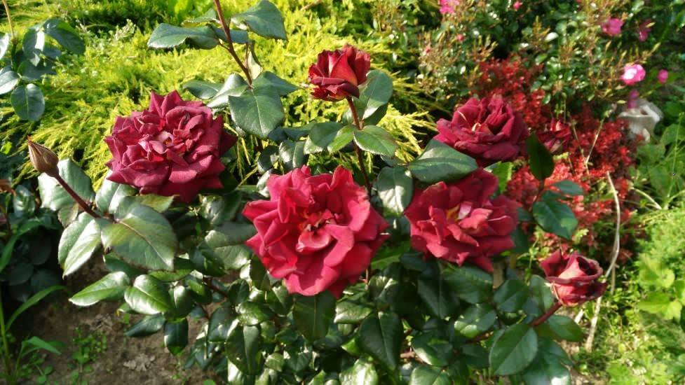 Роза чипендейл (chippendale) - описание, фото, агротехника | о розе