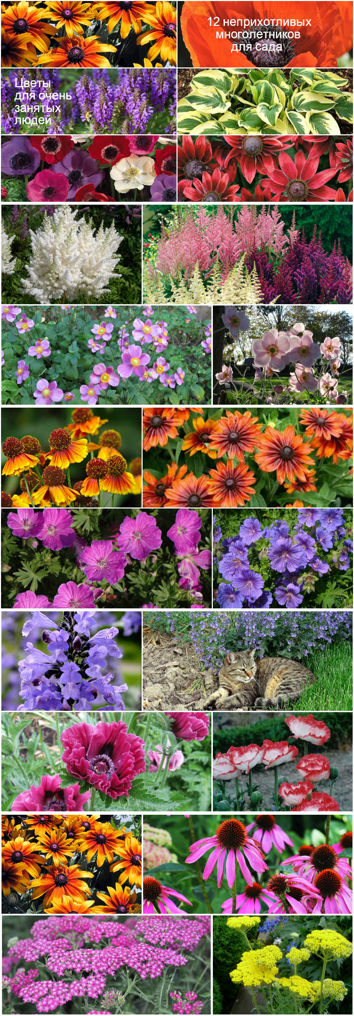 Садовые цветы: названия, фото самых популярных однолетних и многолетних цветущих растений