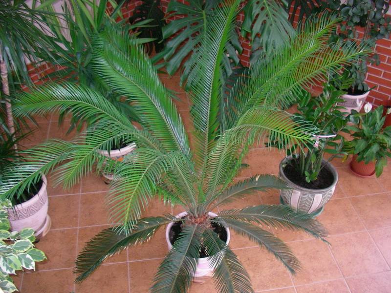 Цикас или садовая пальма: уход в домашних условиях
