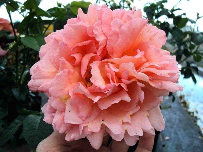 Плетистая роза полька: фото и описание, отзывы, видео