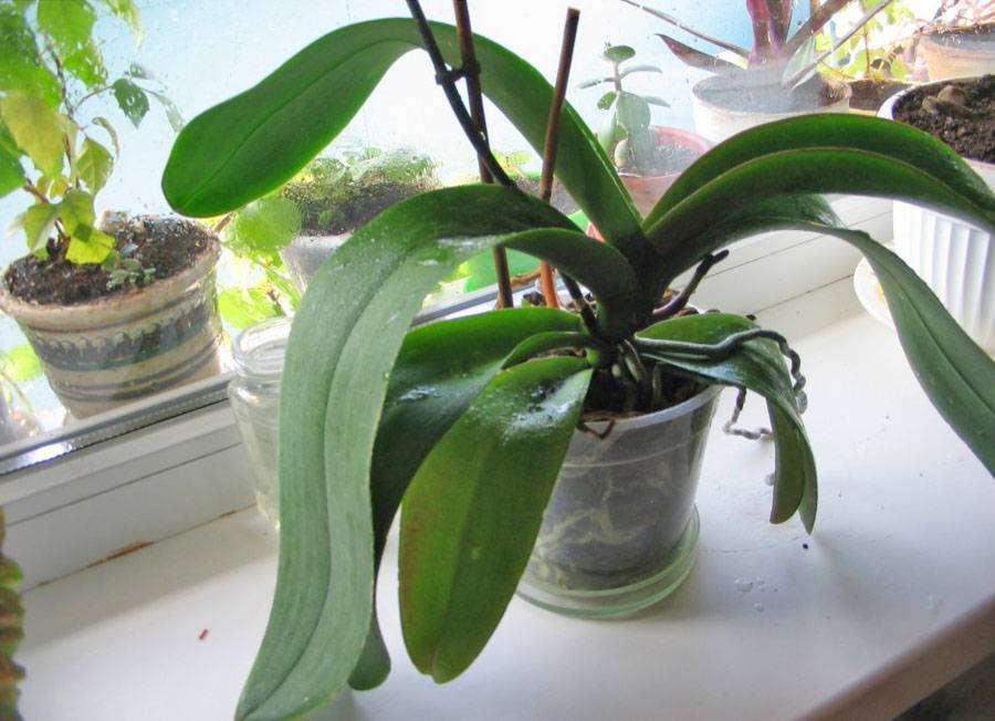 Всё о цветении орхидей в домашних условиях: фото, нюансы ухода, рекомендации специалистов