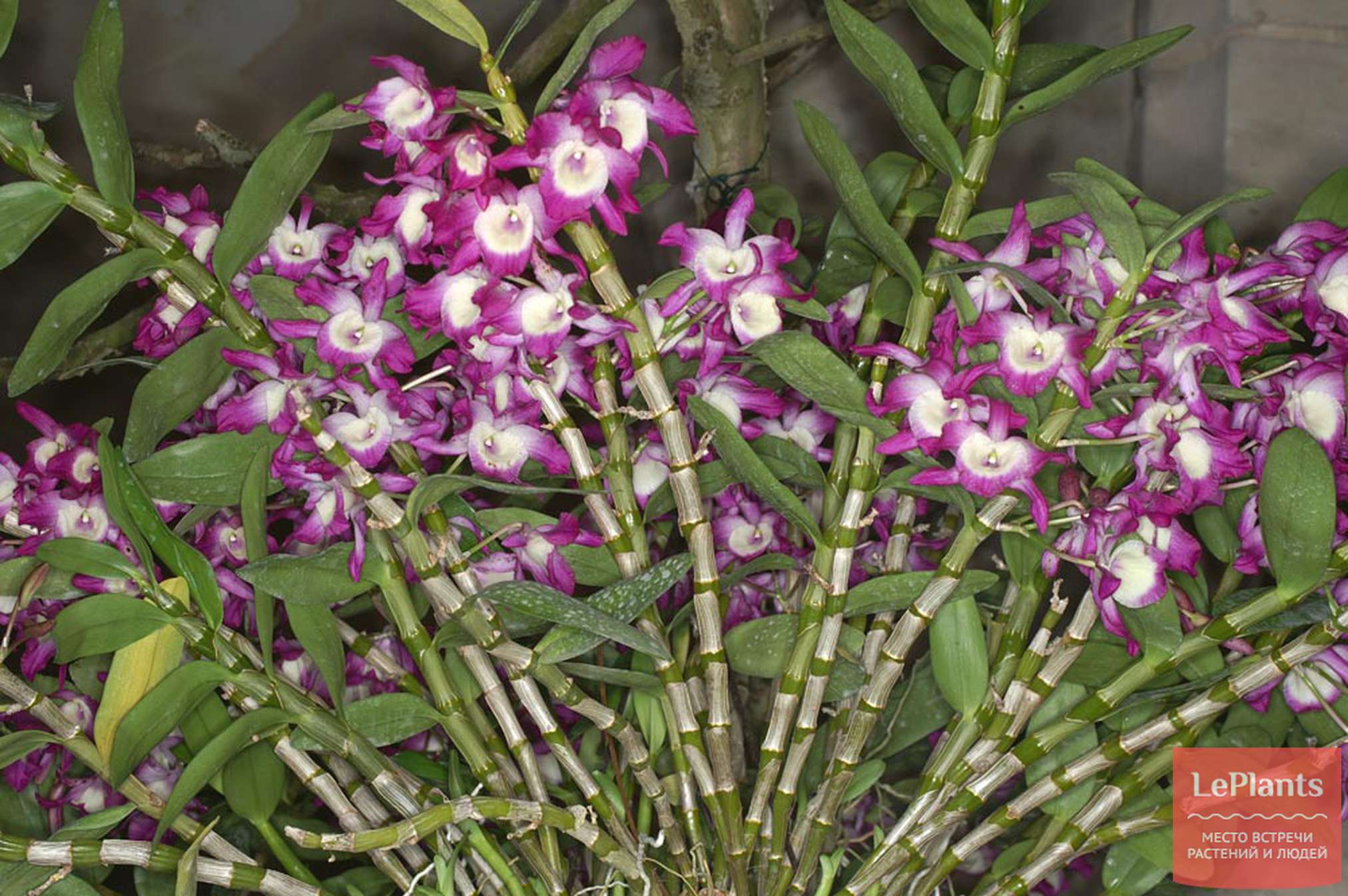 Орхидея дендробиум нобиле: уход, размножение | 110+ фото