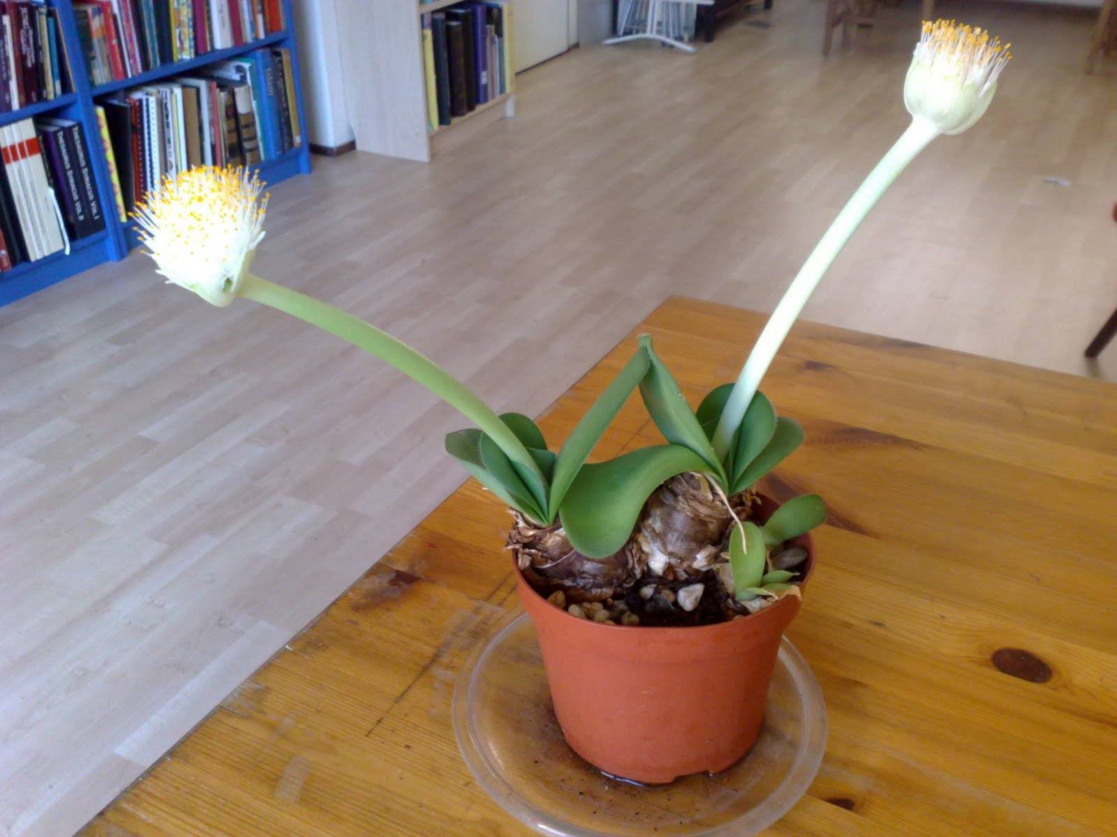 Гемантус уход в домашних условиях, фото, выращивание комнатного цветка