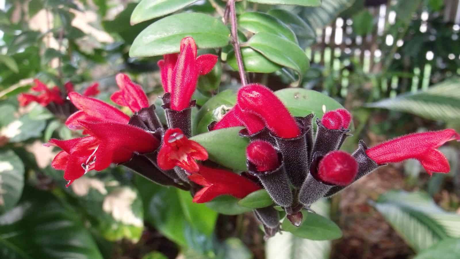 Эсхинантус цветок. описание, особенности, виды и уход за эсхинантусом