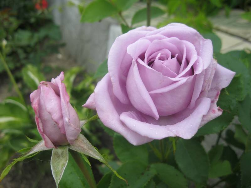 Описание чайно-гибридной розы голубой нил: что это за сорт оригинального цвета