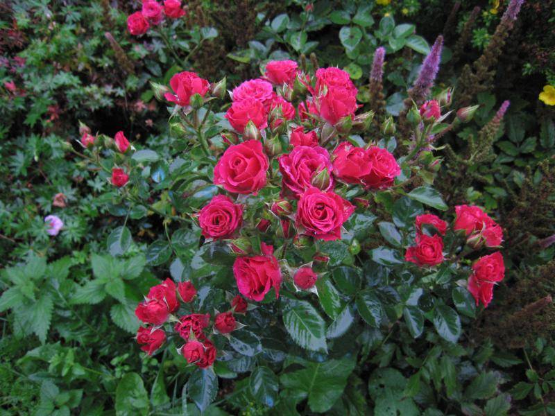 Роза лидия: фото, описание спрей розы | qlumba.com