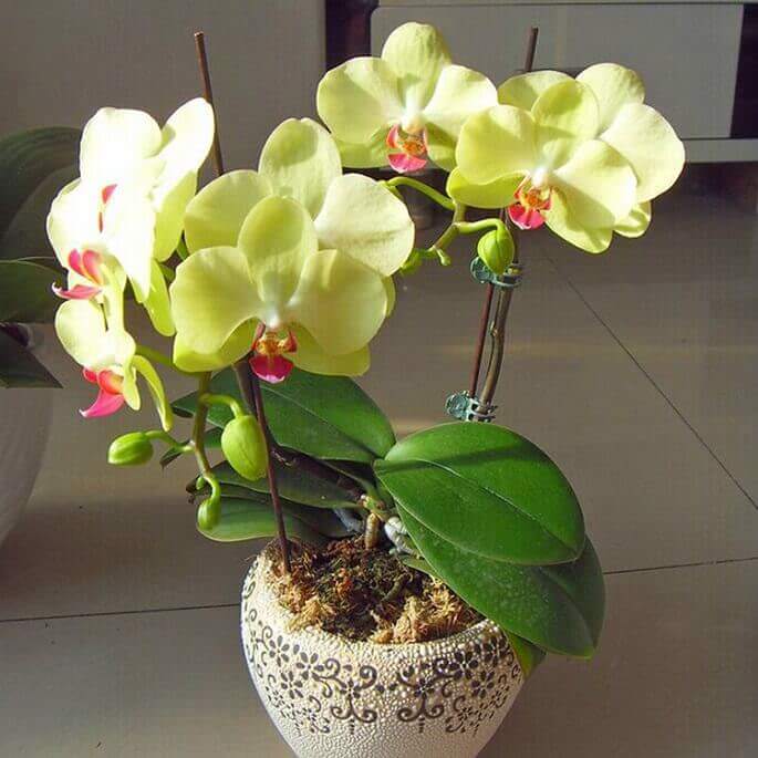 Орхидея для дома: хорошо или плохо, можно держать, почему нельзя, приметы, где лучше ставить в квартире, выращивать по фен-шуй, аллергенный цветок или нет, значение