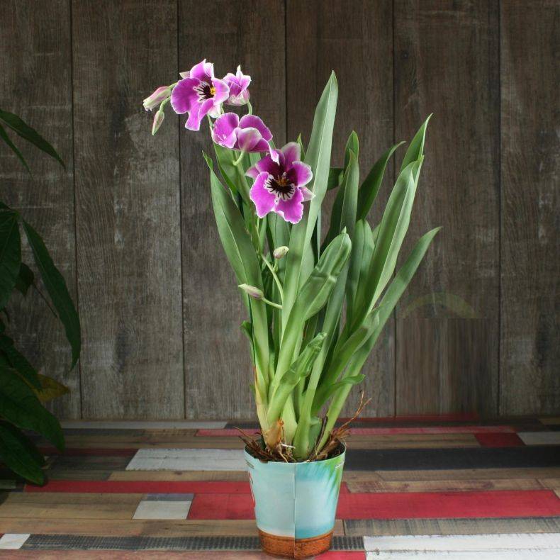 Орхидея мильтония: уход в домашних условиях