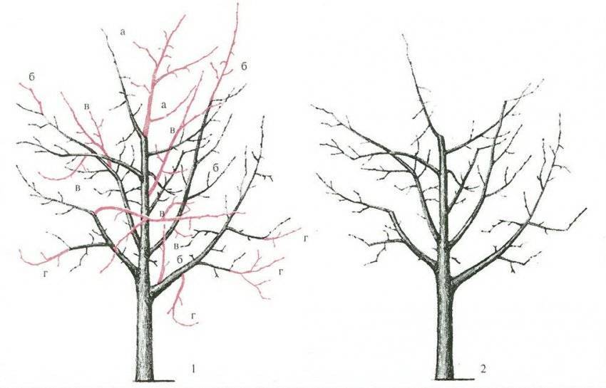 Обрезка деревьев весной для начинающих в картинках пошагово
